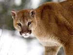 COUGAR IMMIGRATION INC. company logo