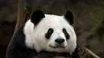 Panda Hub company logo