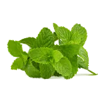 Mint Care Clinic & Pharmacy company logo