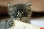 Kittens Mittens Child Care Square company logo